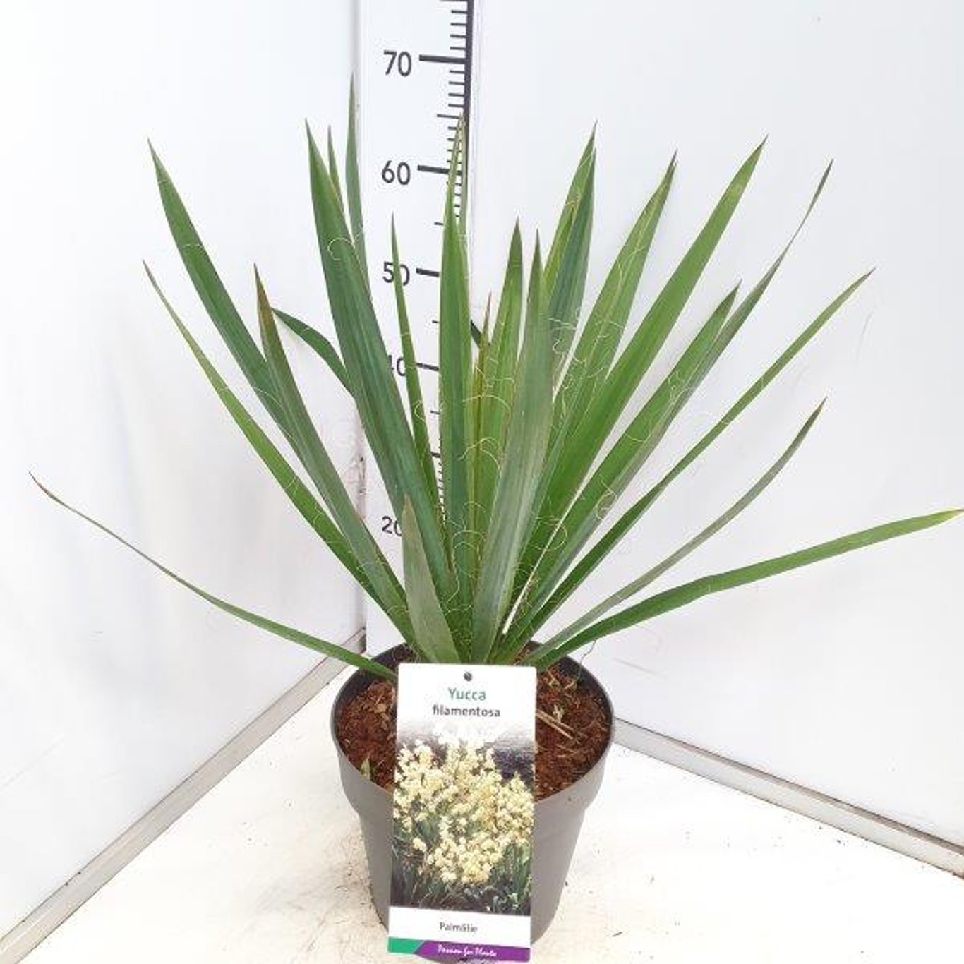 Yucca filamentosa - C7